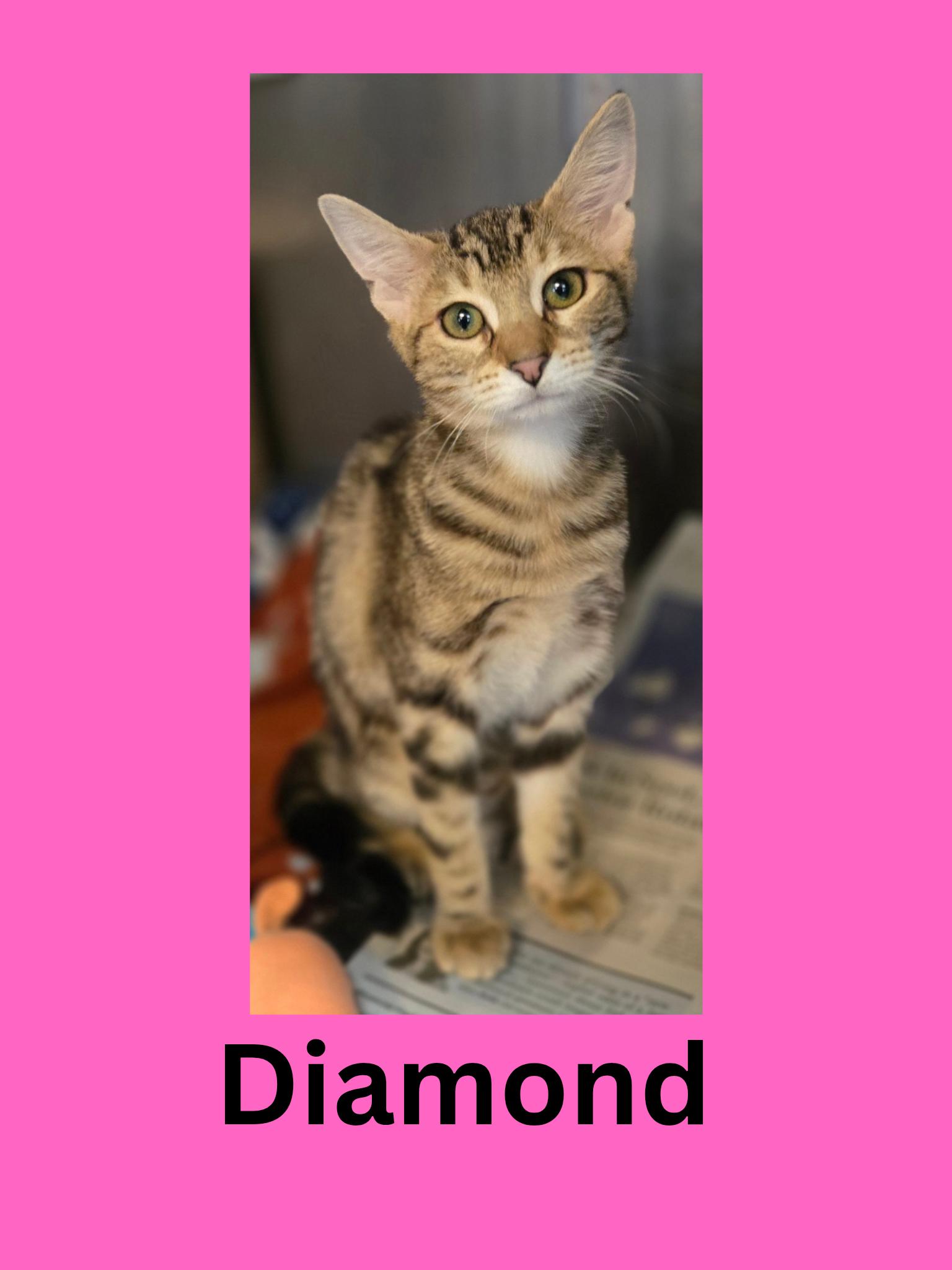 Diamond, adopted, Kitten Female Domestic Short Hair.