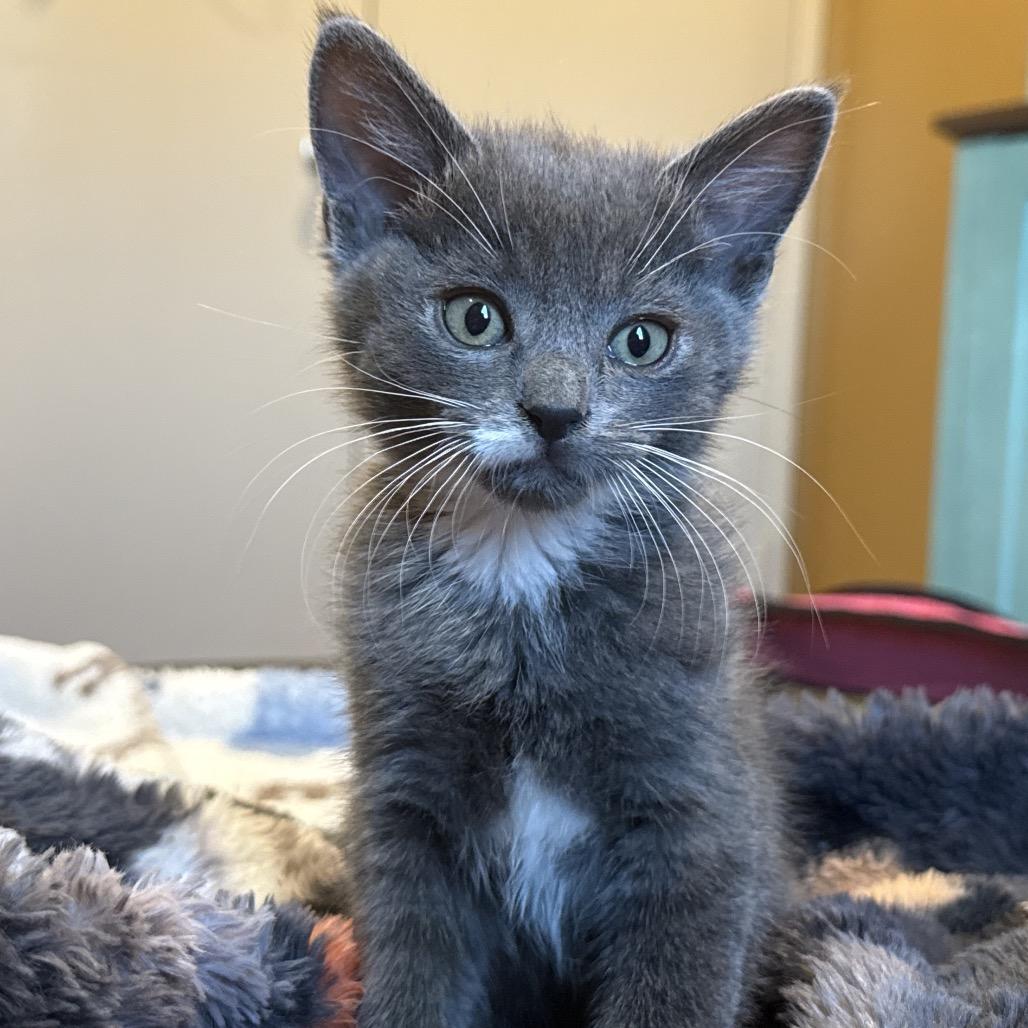 Oompa, Adoptable, Kitten Male Domestic Short Hair.