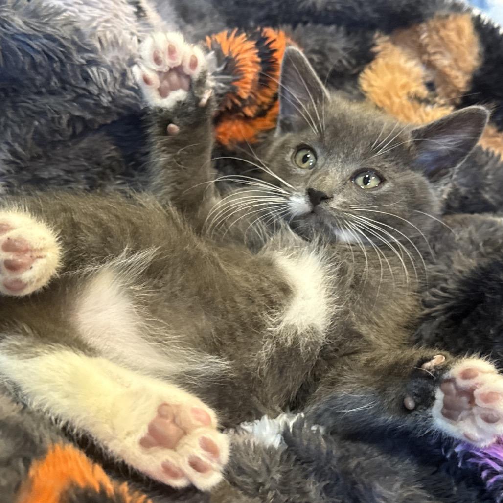 Enlarge Oompa, a Adoptable Domestic Short Hair in Calimesa, CA image 2/6