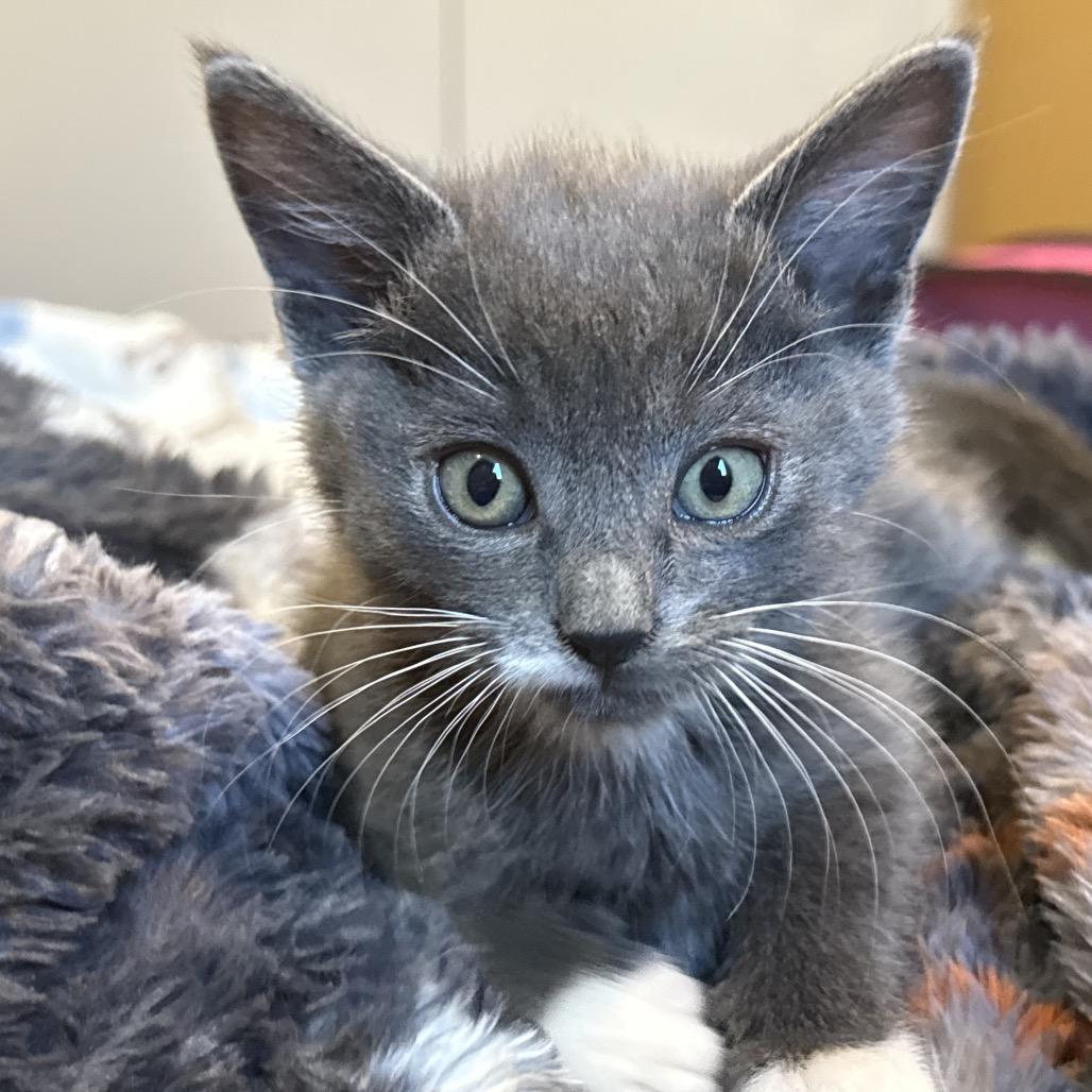 Enlarge Oompa, a Adoptable Domestic Short Hair in Calimesa, CA image 4/6