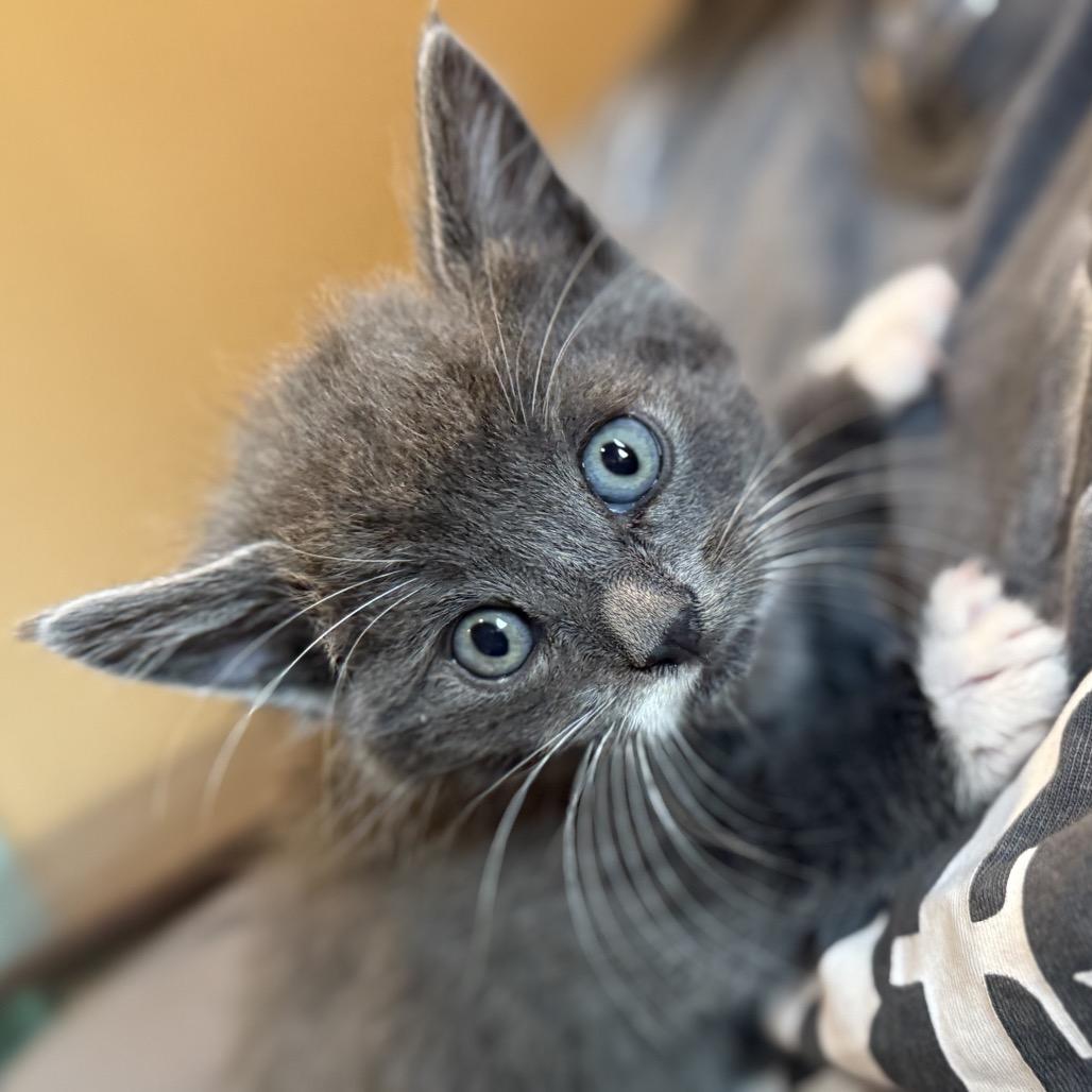 Enlarge Oompa, a Adoptable Domestic Short Hair in Calimesa, CA image 5/6