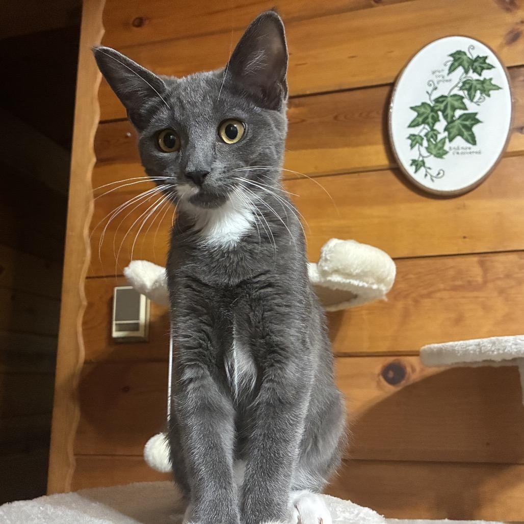Enlarge Oompa, a Adoptable Domestic Short Hair in Calimesa, CA image 6/6