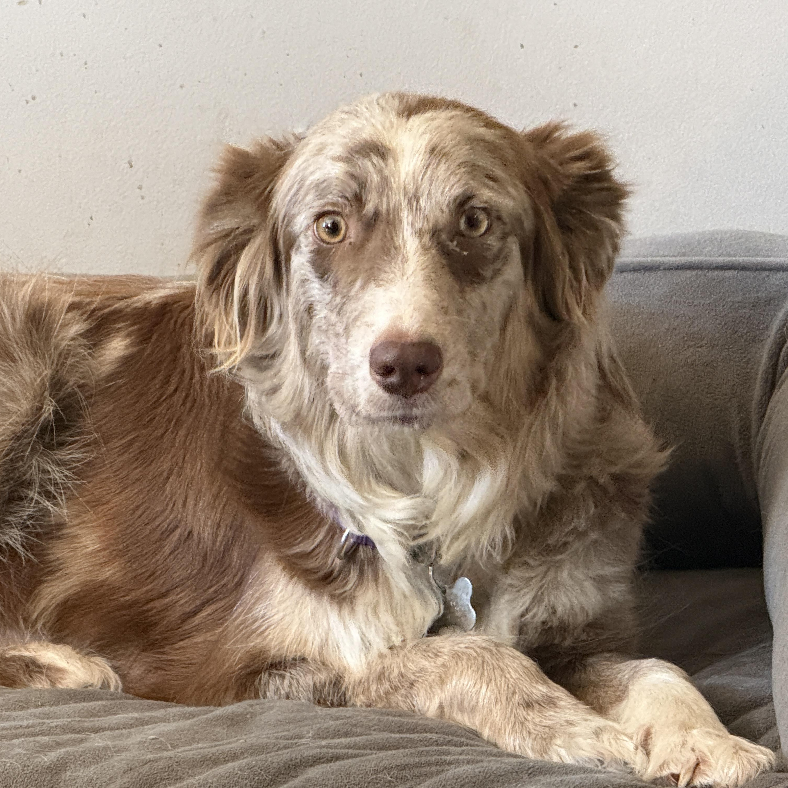 Honey Bee, adopted, Young Female Australian Shepherd.