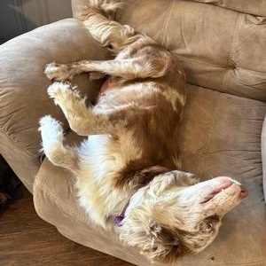 Honey Bee, an adopted Australian Shepherd in Salem, WI image 2/2