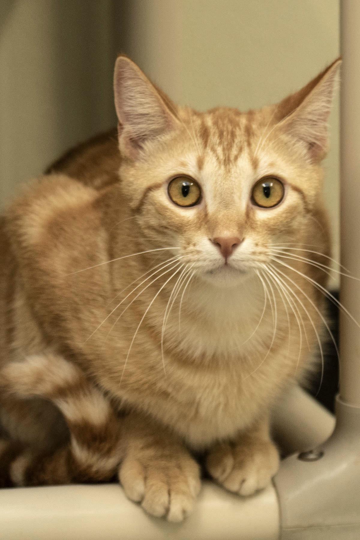 Poe, a Adoptable Domestic Short Hair in Cashiers, NC image 2/5