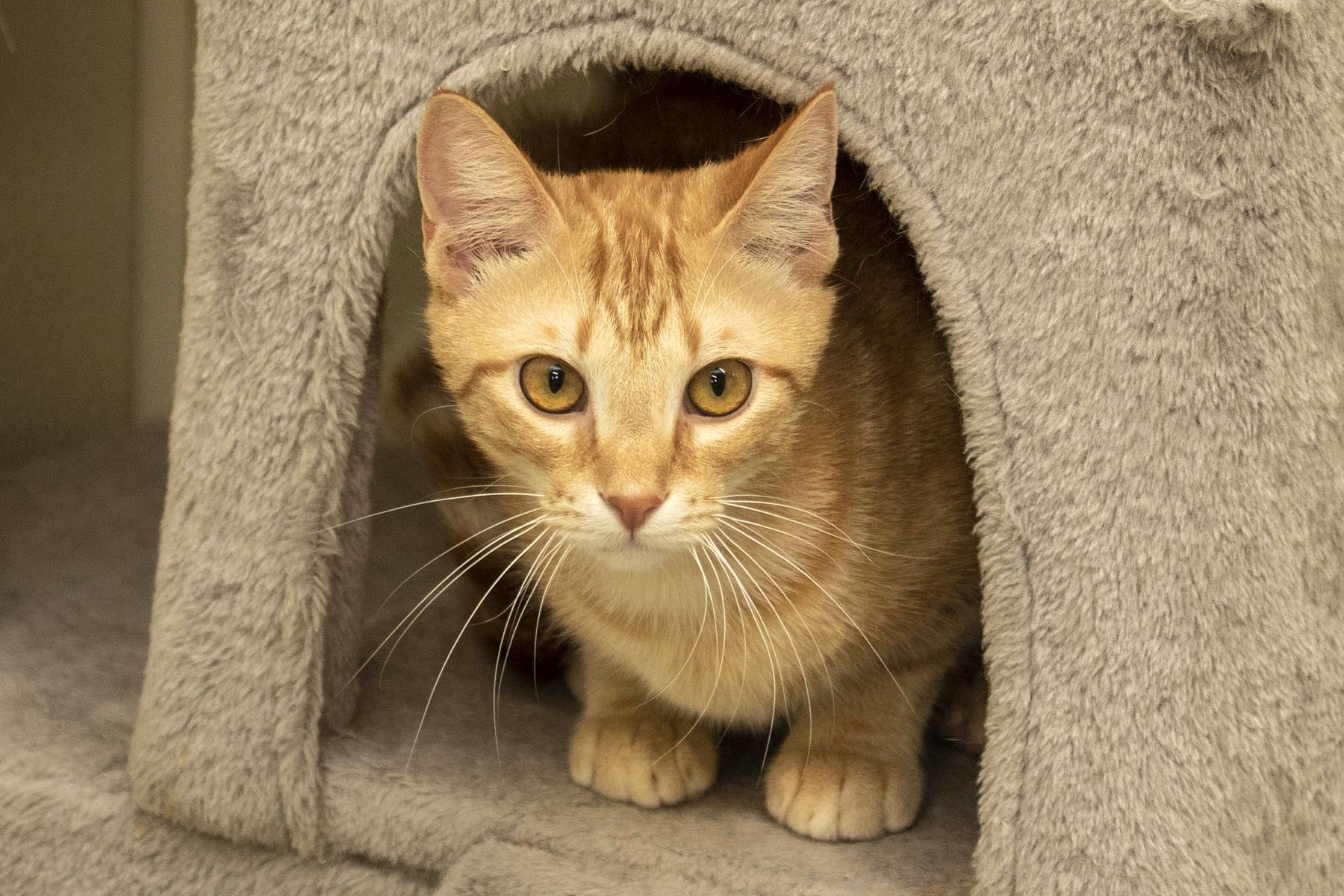 Poe, a Adoptable Domestic Short Hair in Cashiers, NC image 5/5