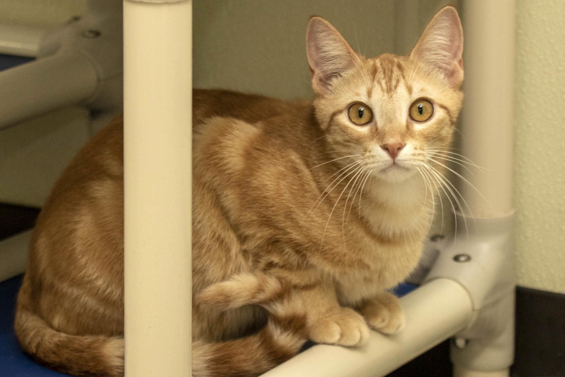 Poe, a Adoptable Domestic Short Hair in Cashiers, NC image 3/5