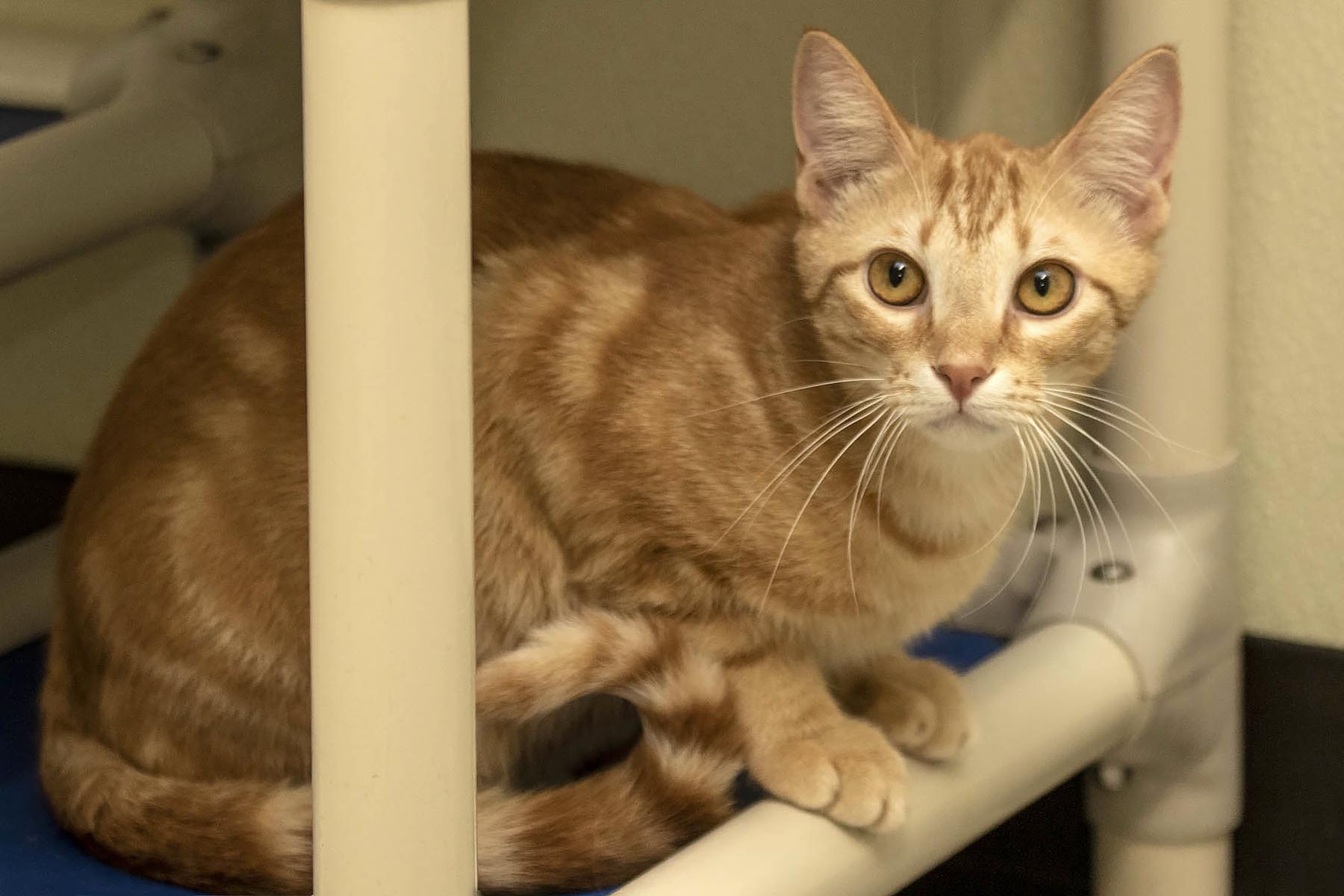 Poe, a Adoptable Domestic Short Hair in Cashiers, NC image 4/5