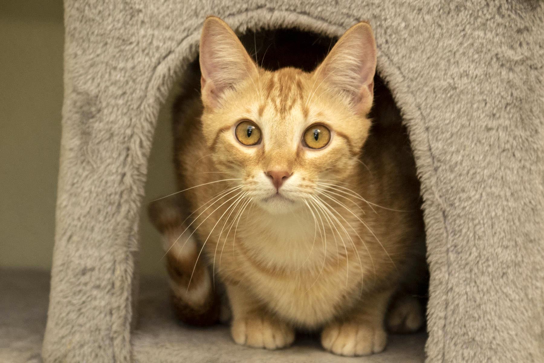 Poe, Adoptable, Young Male Domestic Short Hair.