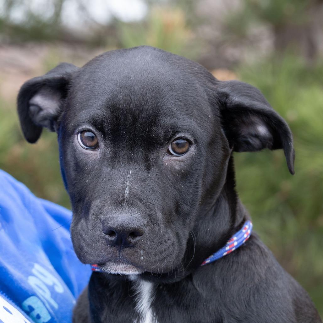 Enlarge Remmie, a Adoptable Mixed Breed in Erie, PA image 1/6