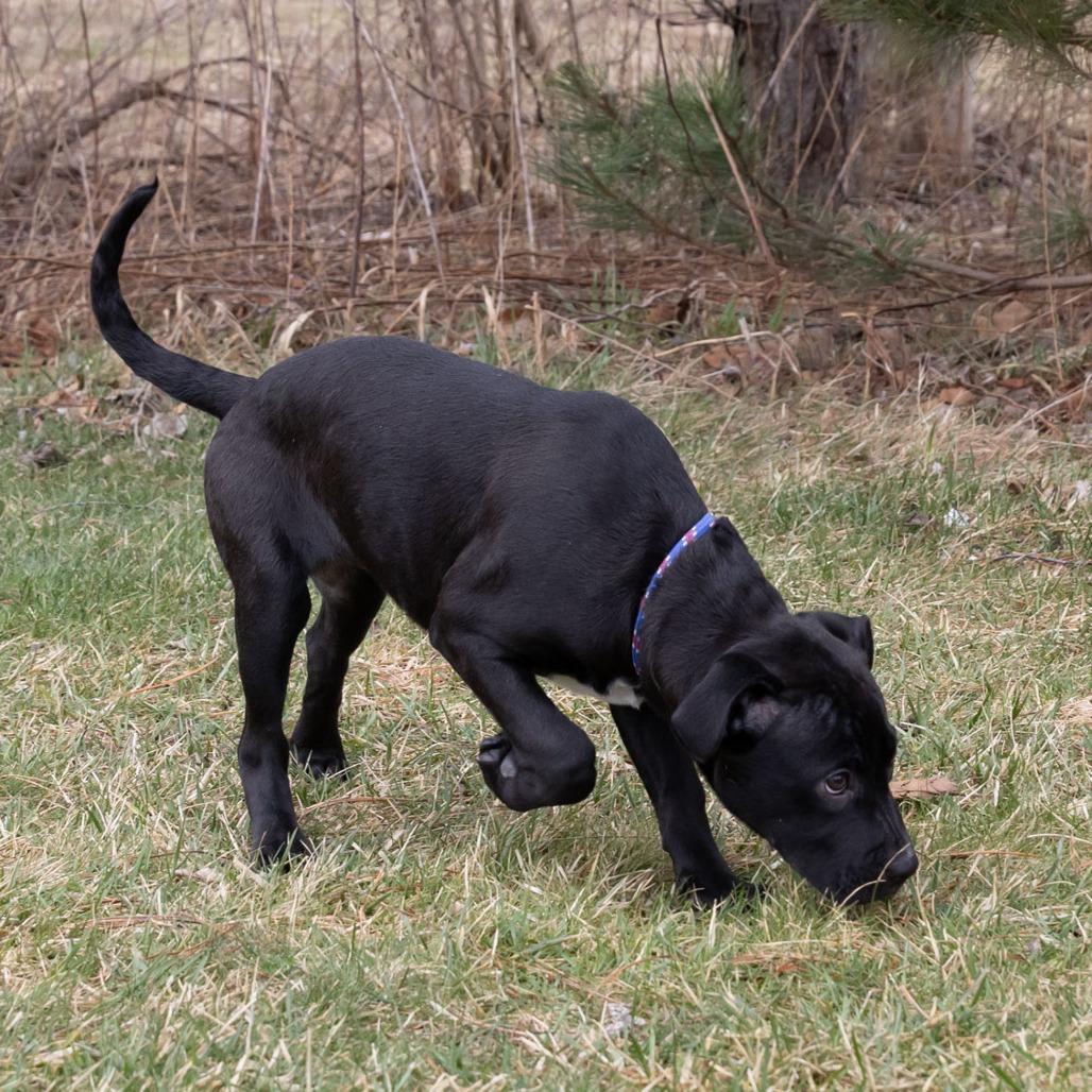Enlarge Remmie, a Adoptable Mixed Breed in Erie, PA image 2/6