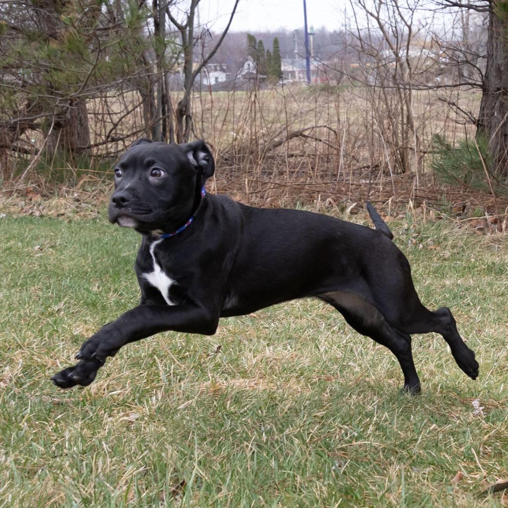 Enlarge Remmie, a Adoptable Mixed Breed in Erie, PA image 3/6