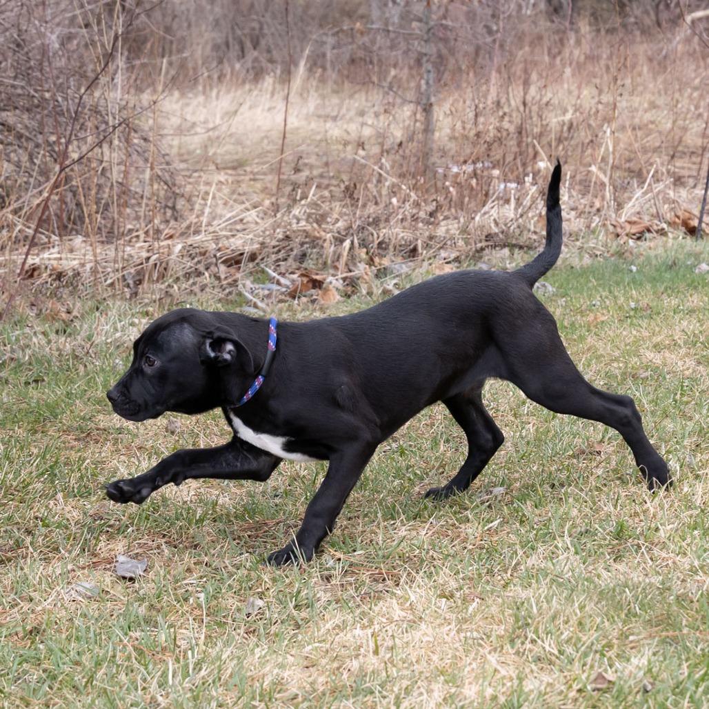 Enlarge Remmie, a Adoptable Mixed Breed in Erie, PA image 4/6