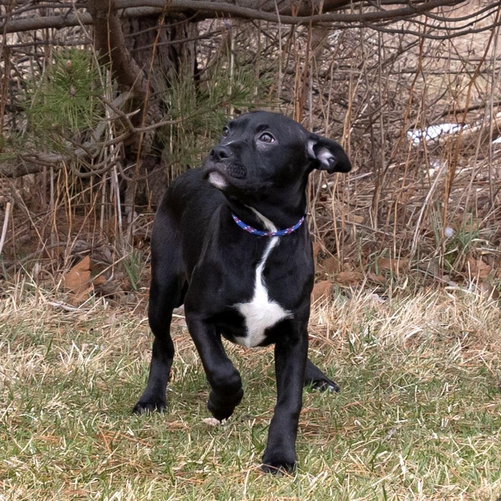 Enlarge Remmie, a Adoptable Mixed Breed in Erie, PA image 5/6