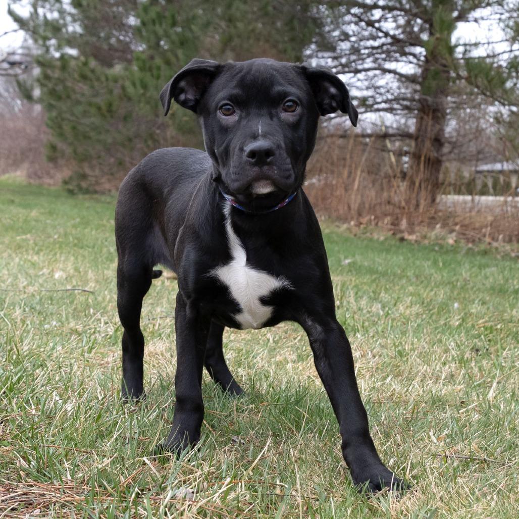 Enlarge Remmie, a Adoptable Mixed Breed in Erie, PA image 6/6