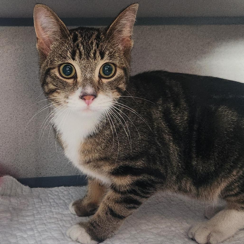 Dave the Magical Cheese Wizard, Adoptable, Adult Male Domestic Short Hair.