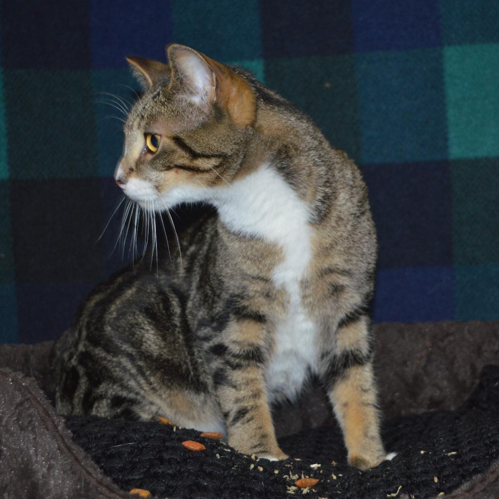 Enlarge Dave the Magical Cheese Wizard, a Adoptable Domestic Short Hair in North Battleford, SK image 3/5