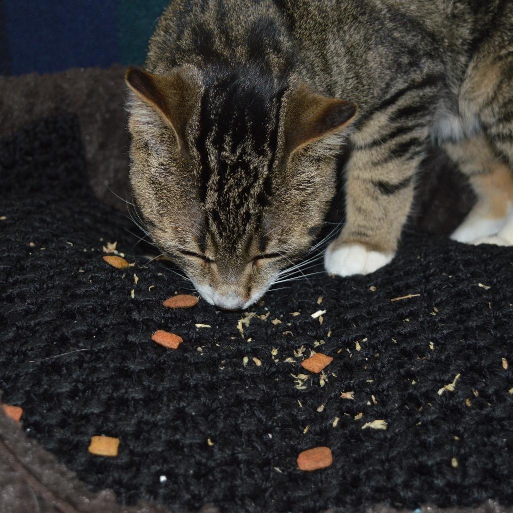 Enlarge Dave the Magical Cheese Wizard, a Adoptable Domestic Short Hair in North Battleford, SK image 4/5