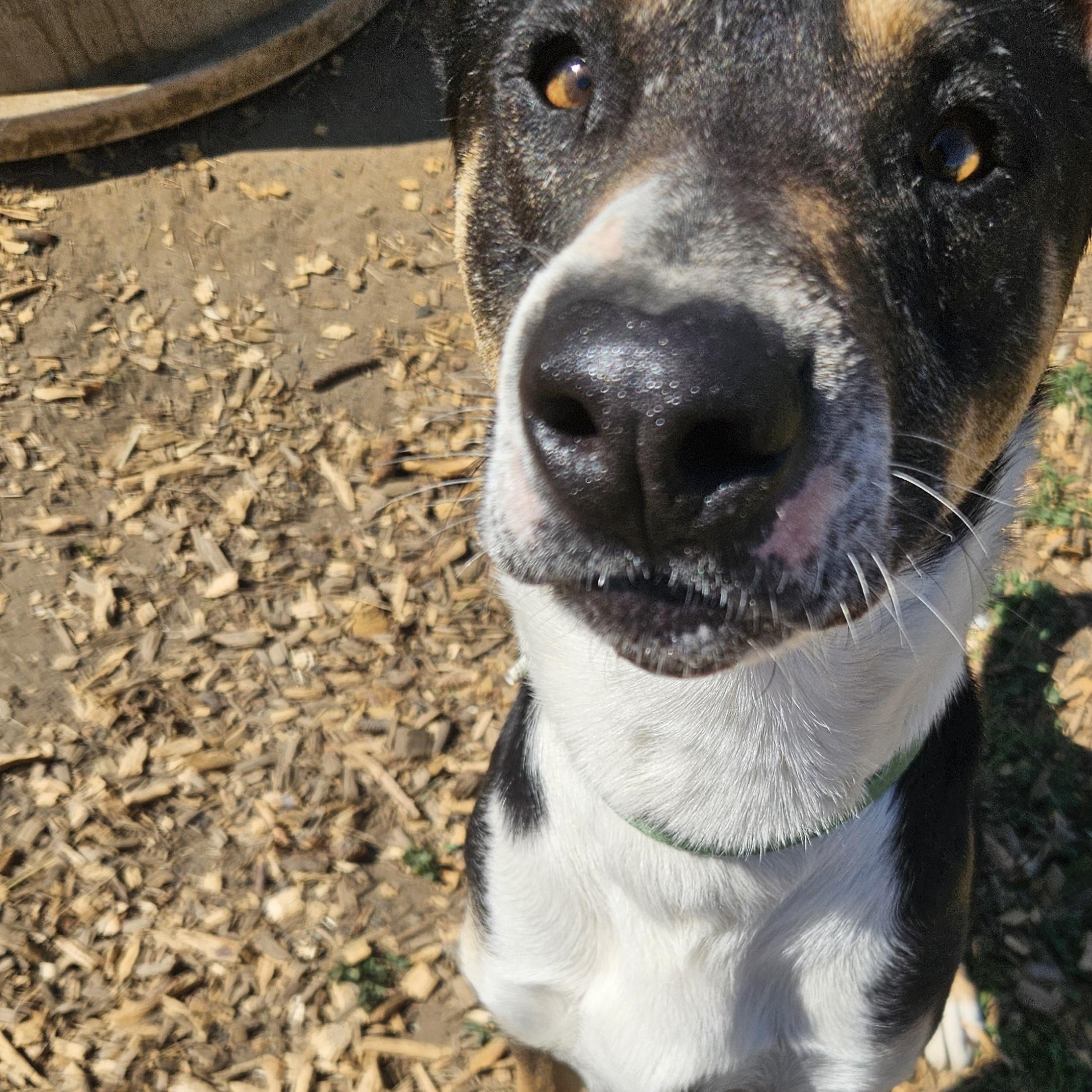 Enlarge Schroeder , a ADOPTABLE mixed breed in The Dalles, OR image 4/5