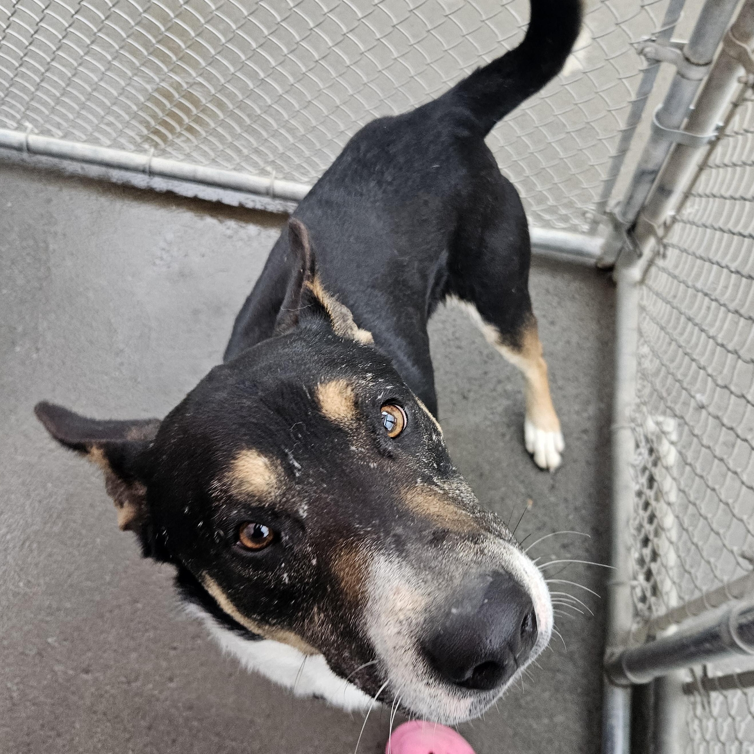 Schroeder , ADOPTABLE, Adult Male Cattle Dog.