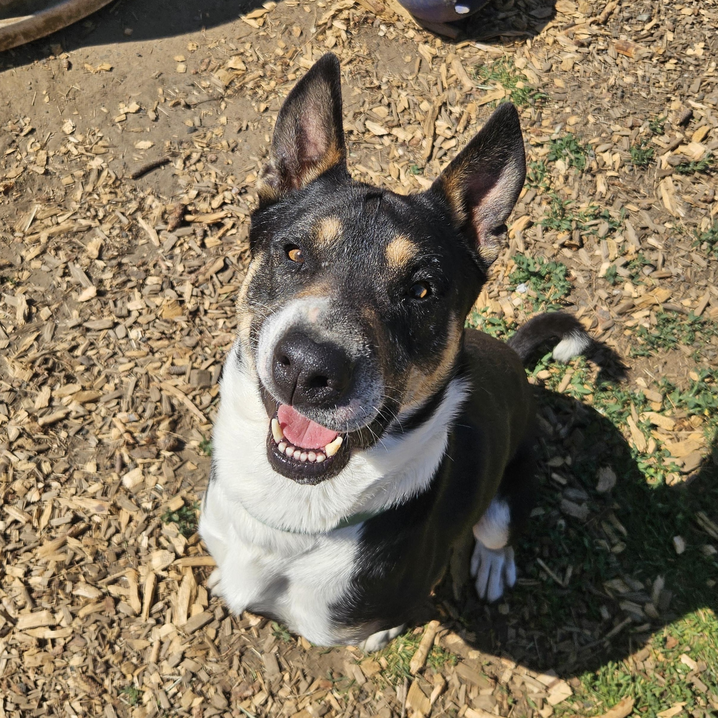 Enlarge Schroeder , a ADOPTABLE mixed breed in The Dalles, OR image 3/5