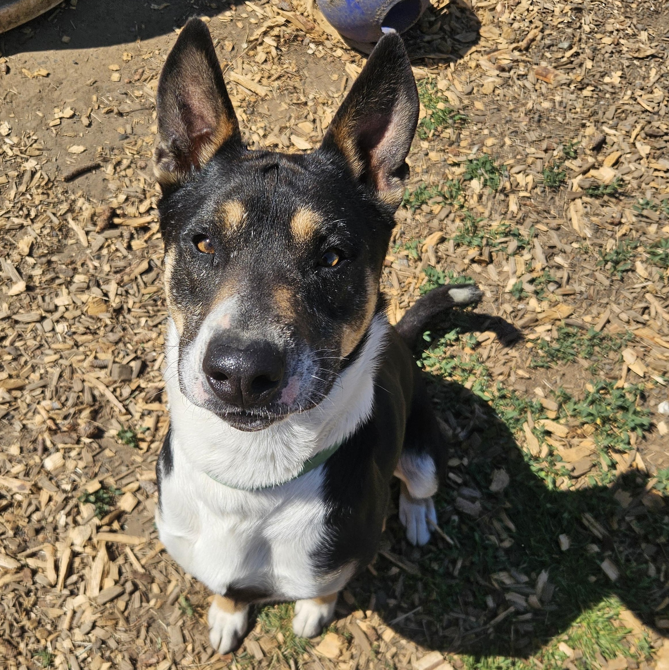 Enlarge Schroeder , a ADOPTABLE mixed breed in The Dalles, OR image 1/5
