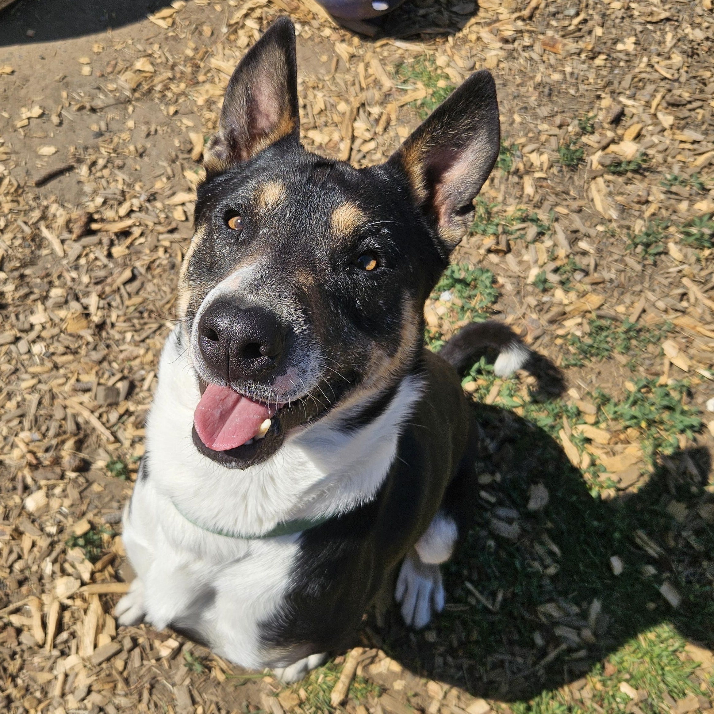 Enlarge Schroeder , a ADOPTABLE mixed breed in The Dalles, OR image 2/5