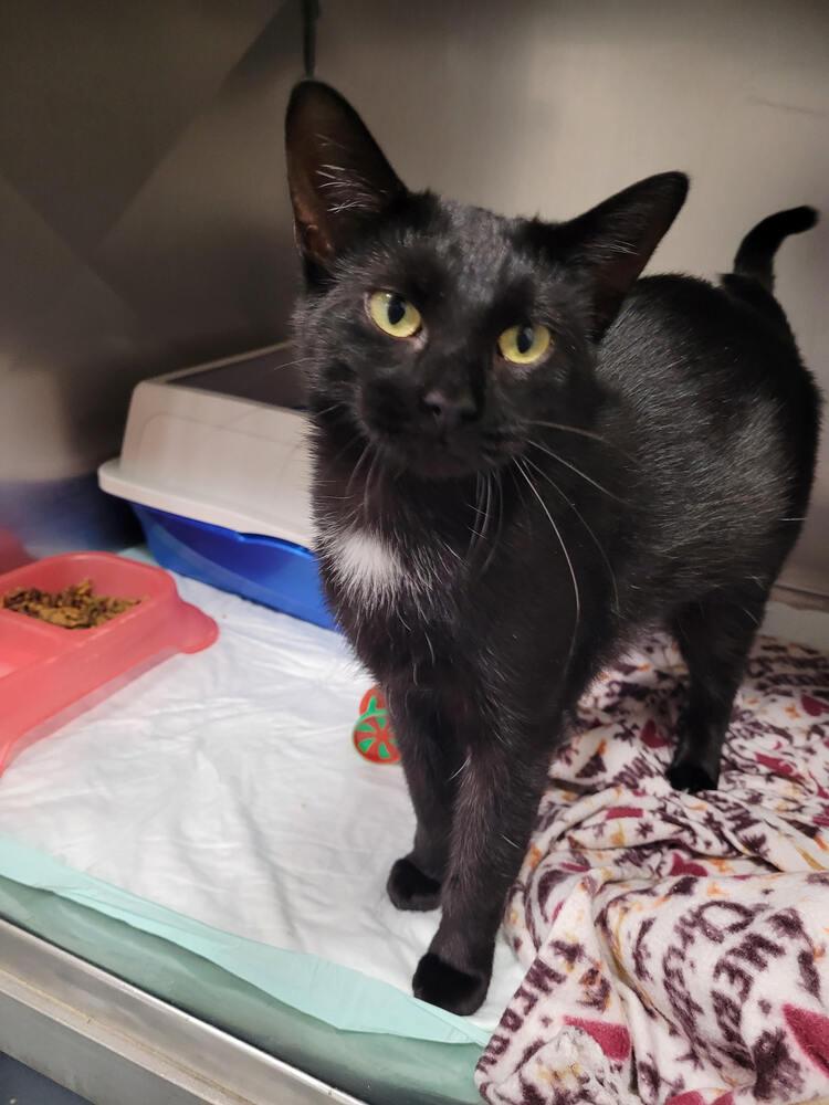 Brooklen, Adoptable, Adult Female Domestic Short Hair.