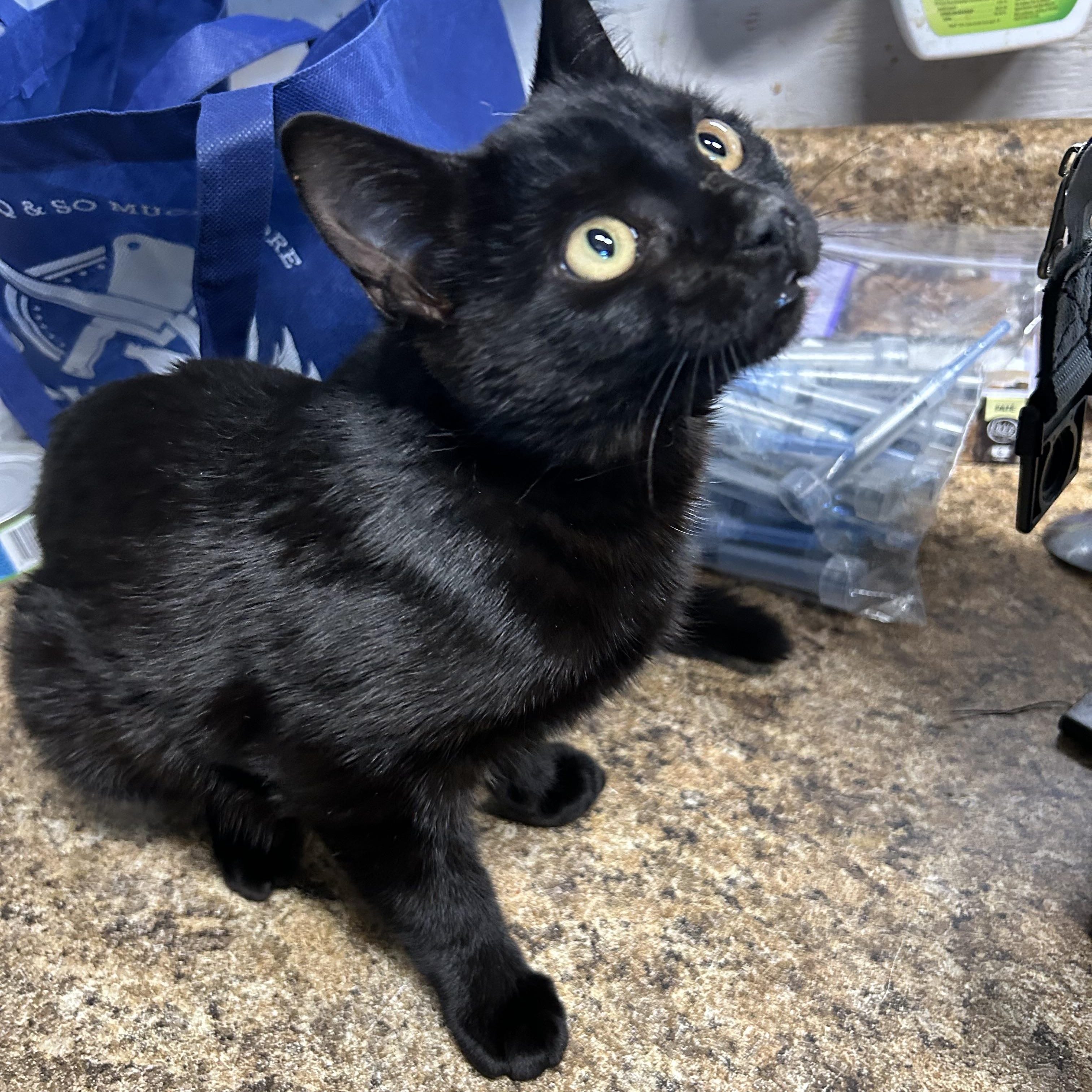 Enlarge Trinity, a Adoptable Domestic Short Hair in Bridgeton, NC image 2/3