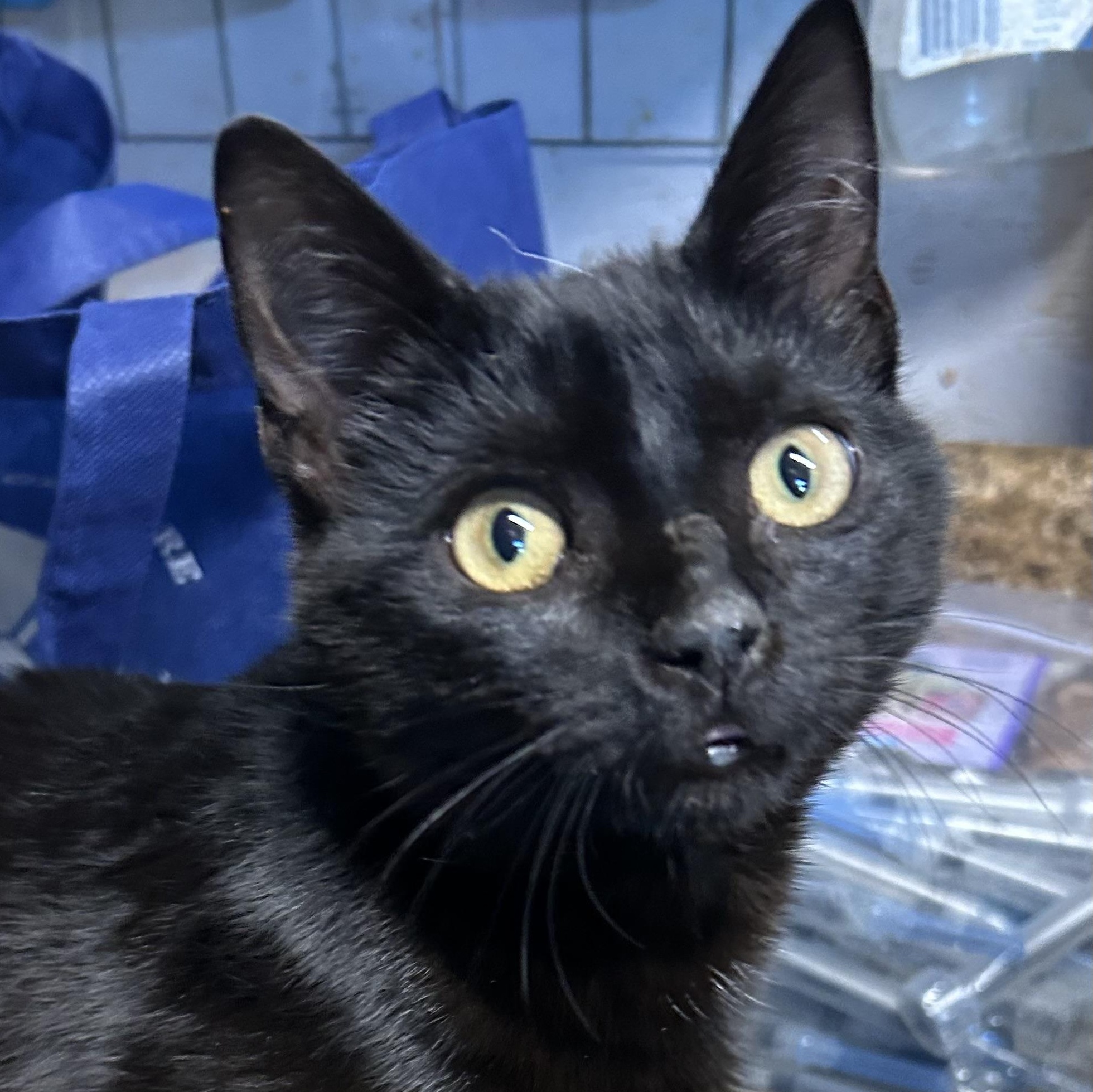 Enlarge Trinity, a Adoptable Domestic Short Hair in Bridgeton, NC image 1/3