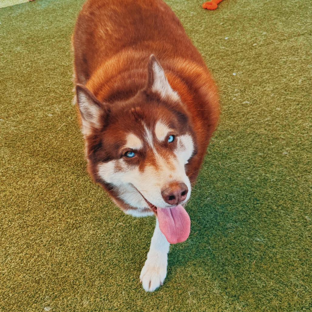 Enlarge Tier - Lonely Hearts Club, a ADOPTABLE Siberian Husky in Hays, KS image 6/6