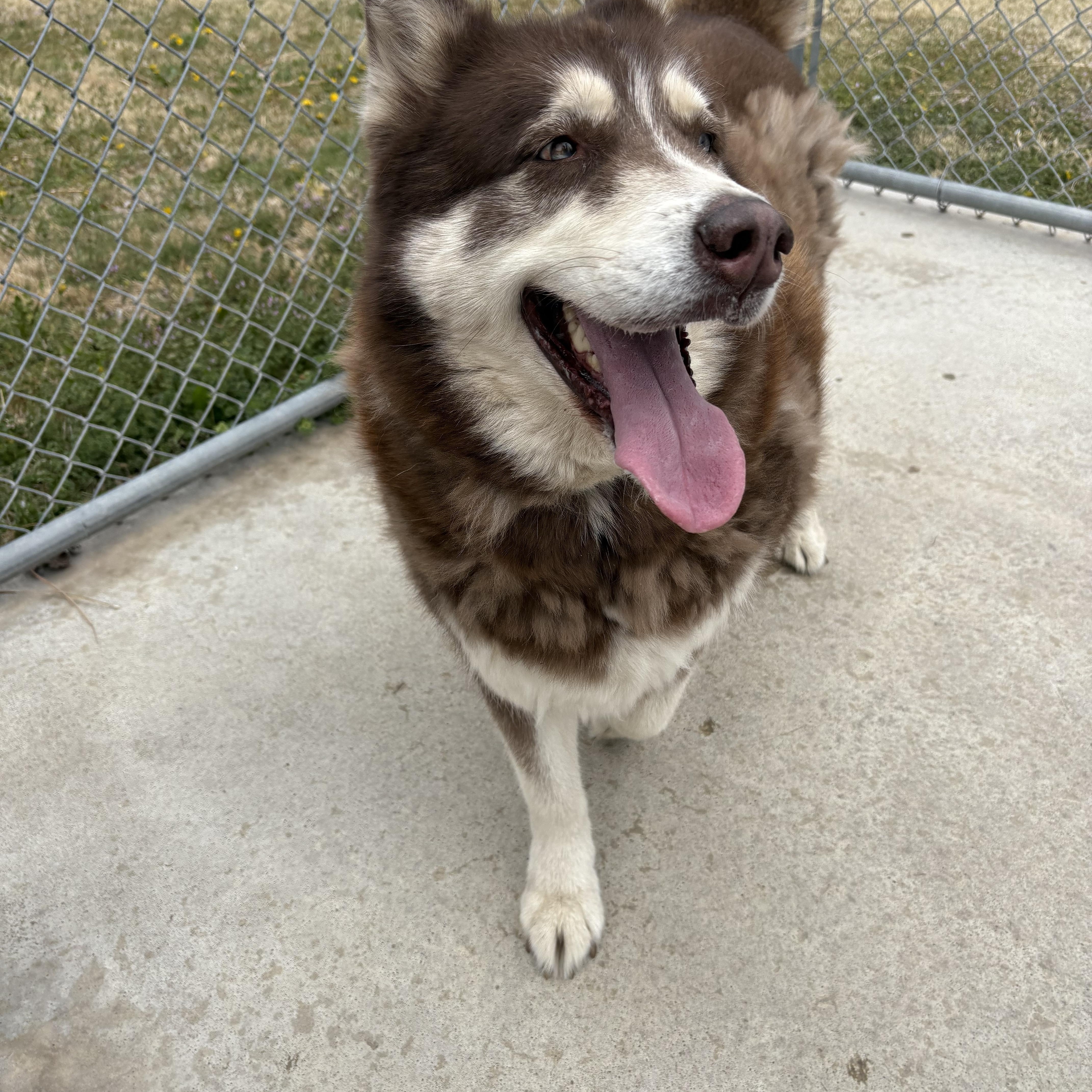 Enlarge Tier, a ADOPTABLE Siberian Husky in Hays, KS image 3/5