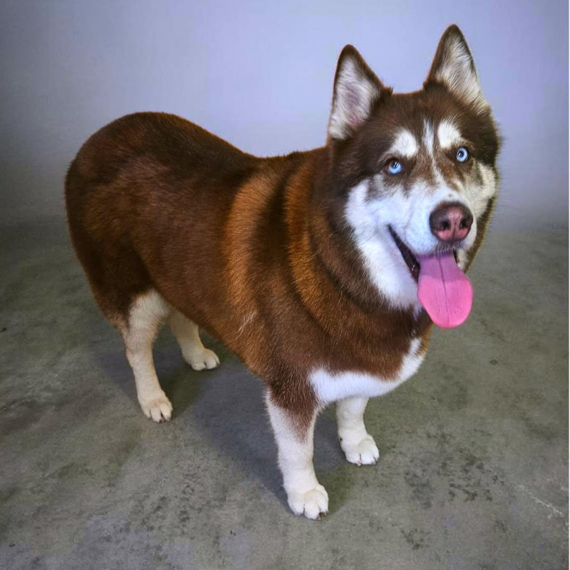 Tier - Lonely Hearts Club, ADOPTABLE, Adult Male Siberian Husky.