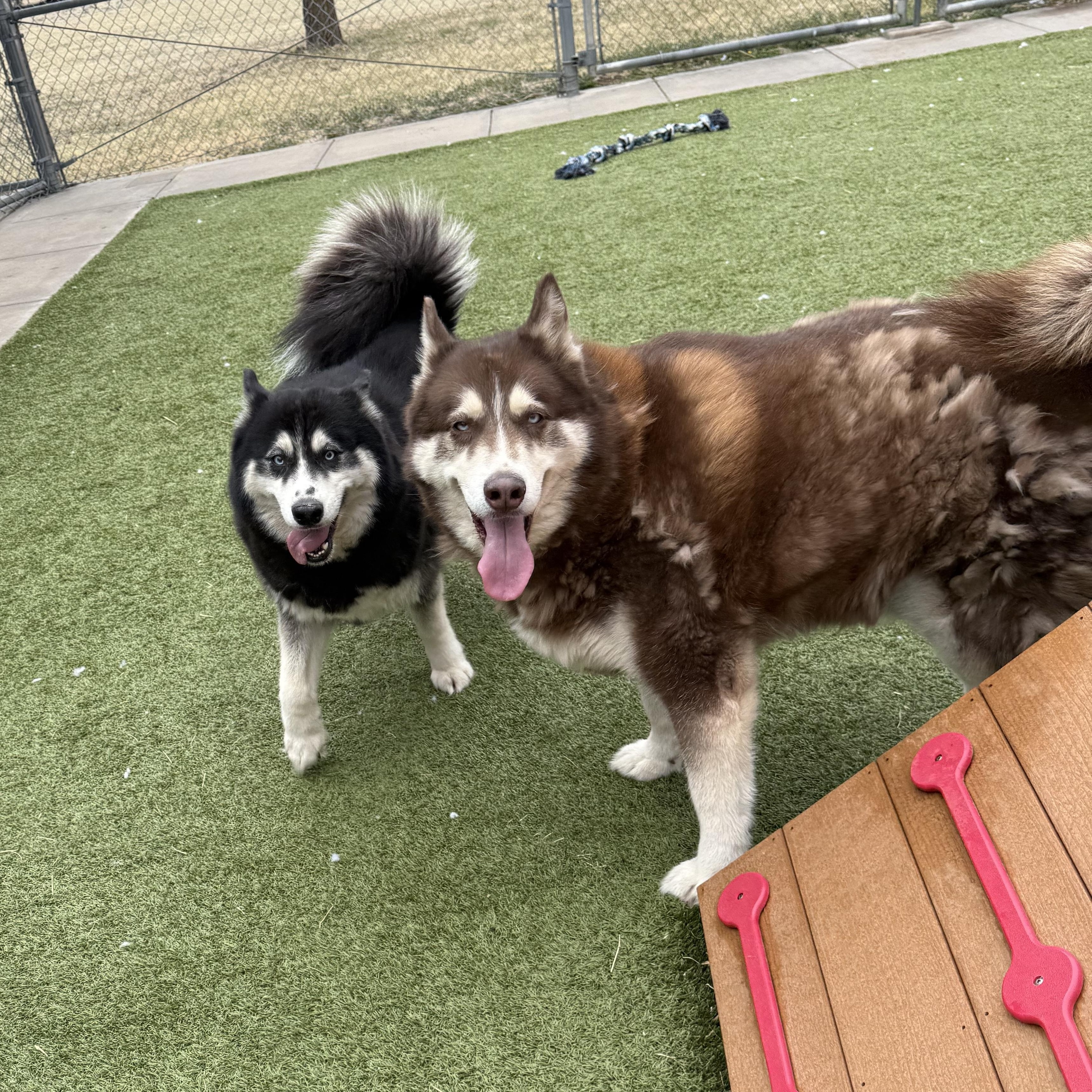 Enlarge Tier, a ADOPTABLE Siberian Husky in Hays, KS image 5/5