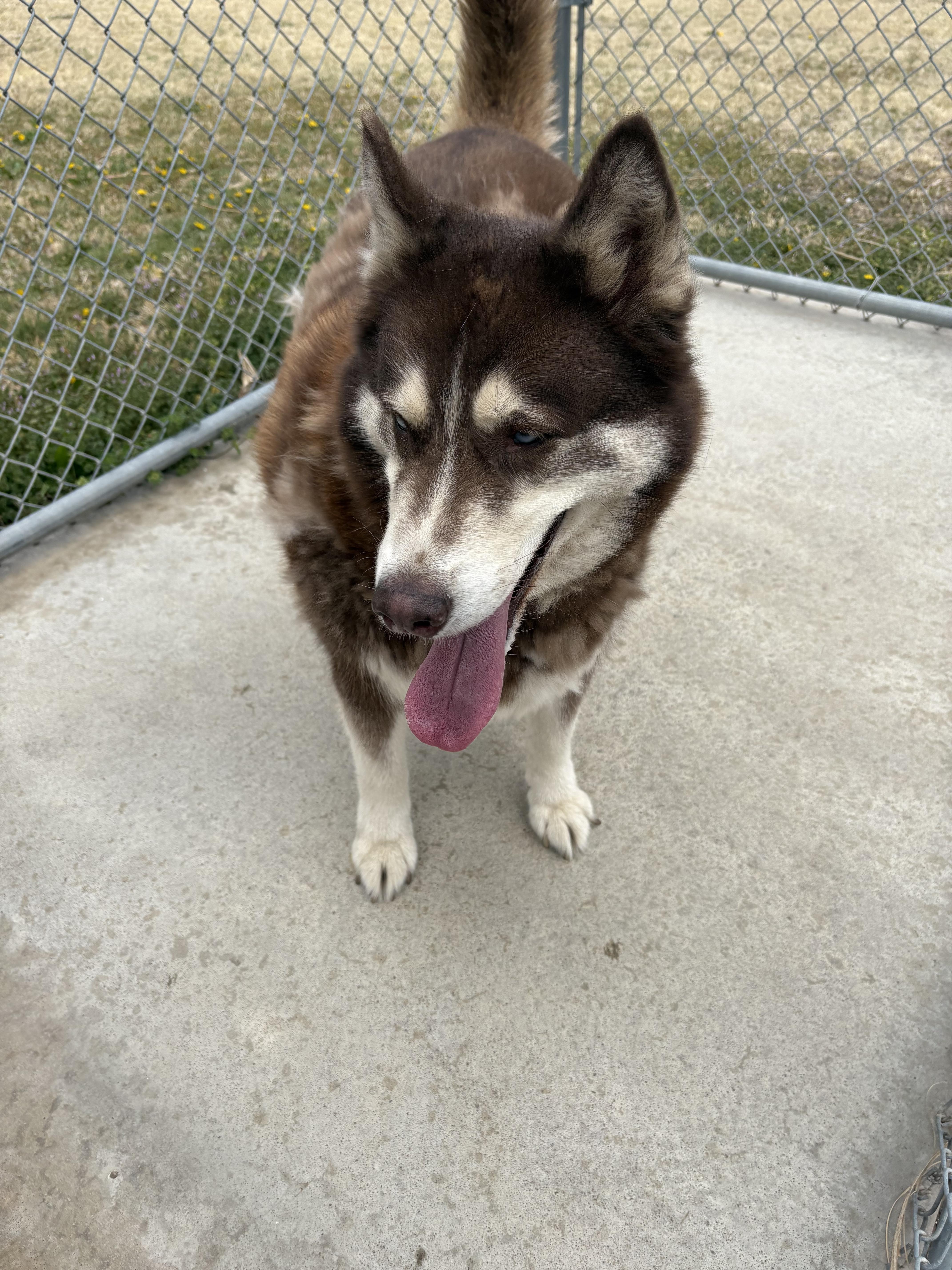 Enlarge Tier, a ADOPTABLE Siberian Husky in Hays, KS image 4/5