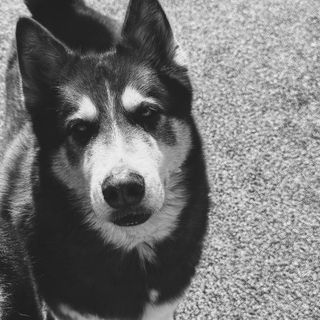 Enlarge Tier - Lonely Hearts Club, a ADOPTABLE Siberian Husky in Hays, KS image 5/6