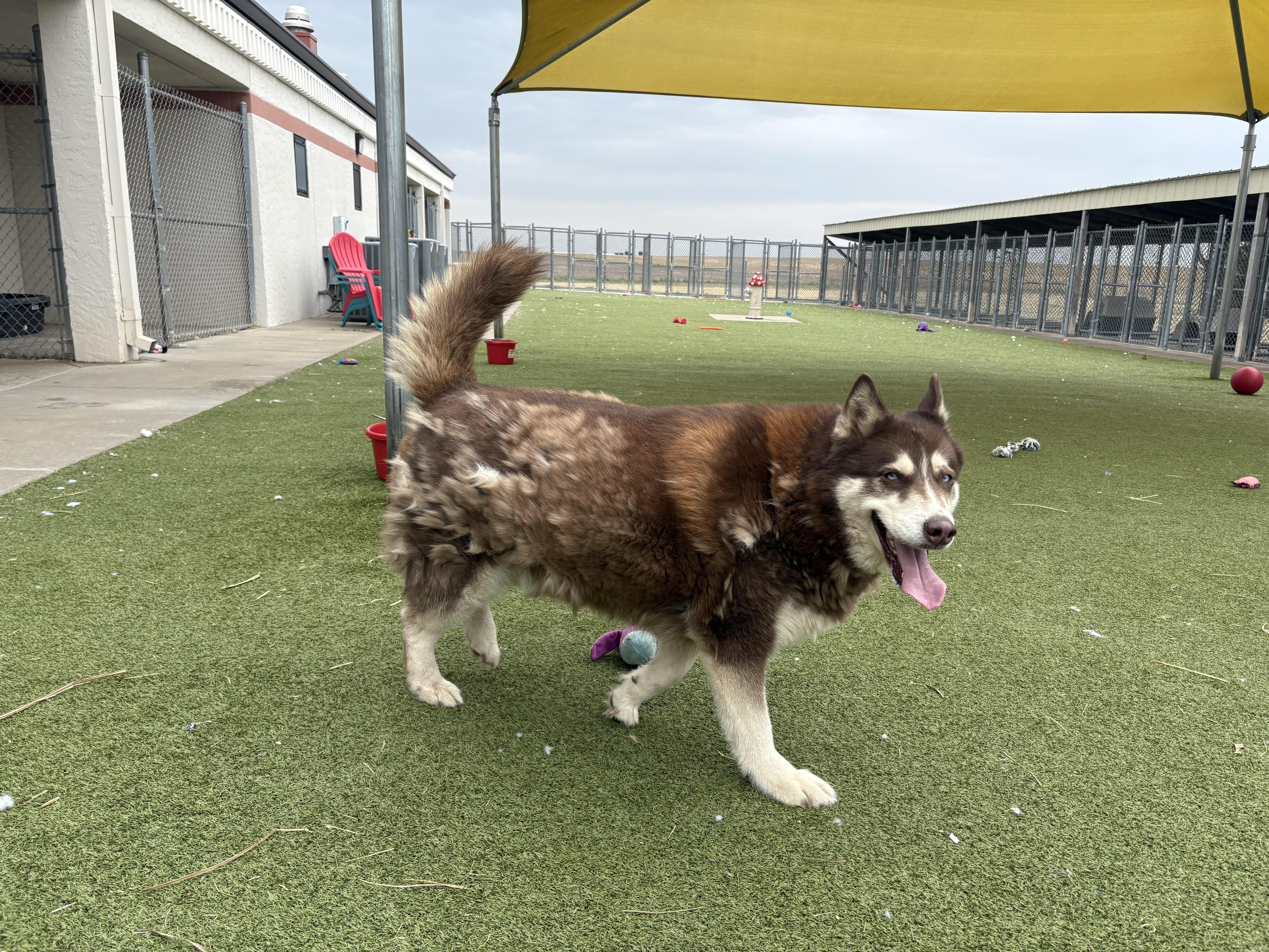Enlarge Tier, a ADOPTABLE Siberian Husky in Hays, KS image 2/5