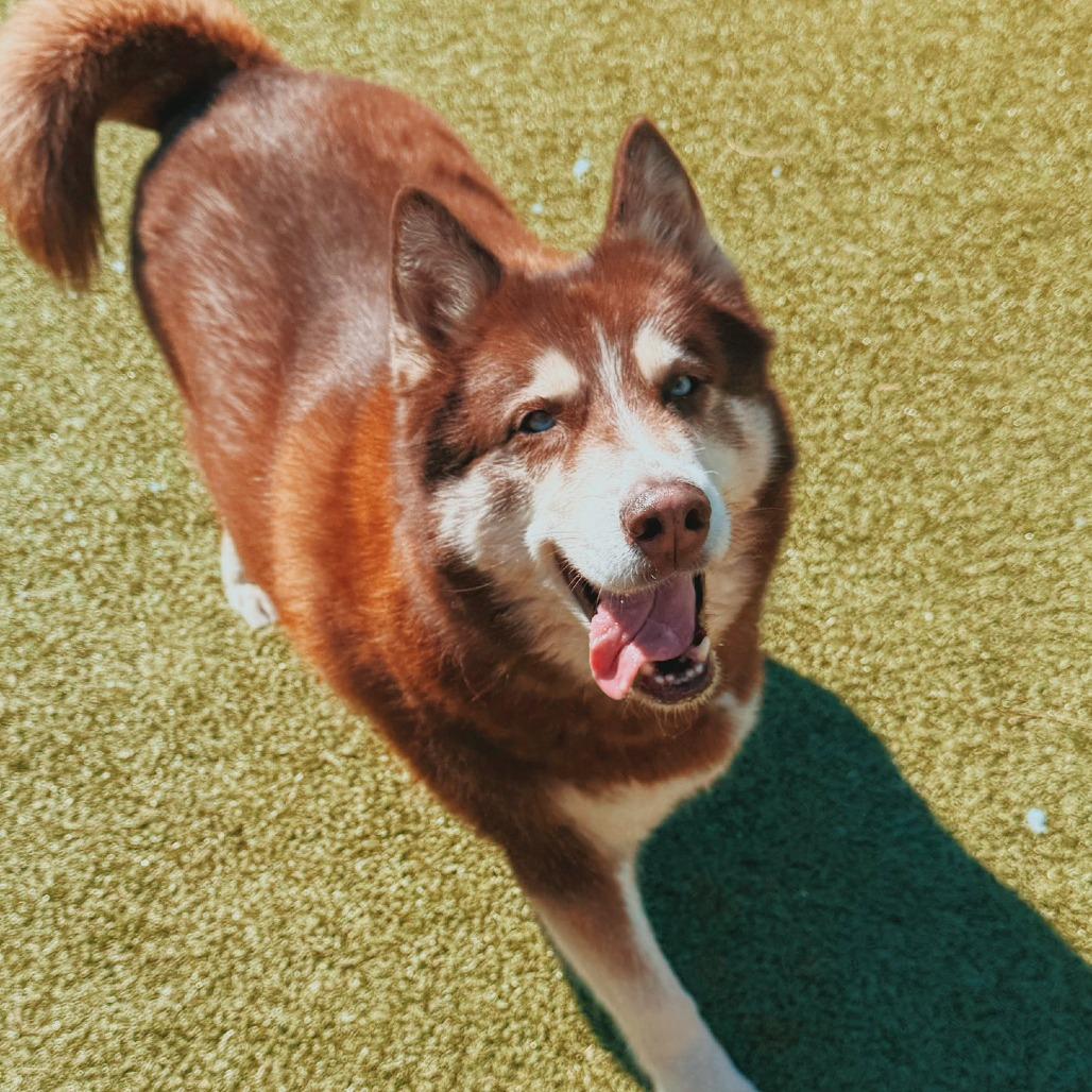 Enlarge Tier - Lonely Hearts Club, a ADOPTABLE Siberian Husky in Hays, KS image 3/6