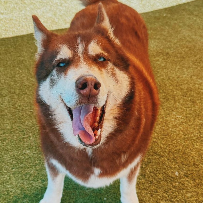 Enlarge Tier - Lonely Hearts Club, a ADOPTABLE Siberian Husky in Hays, KS image 2/6