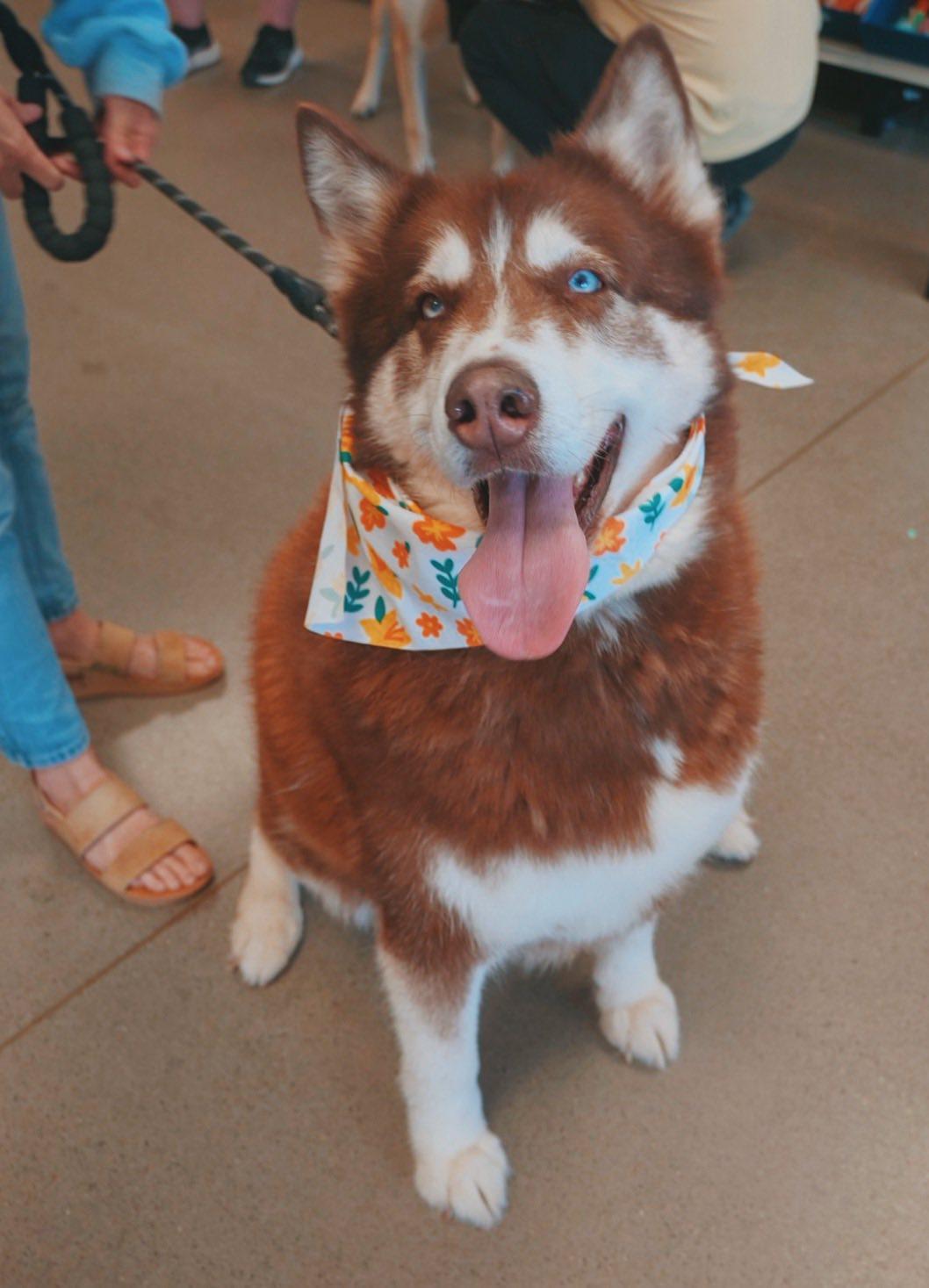 Enlarge Tier - Lonely Hearts Club, a ADOPTABLE Siberian Husky in Hays, KS image 4/6