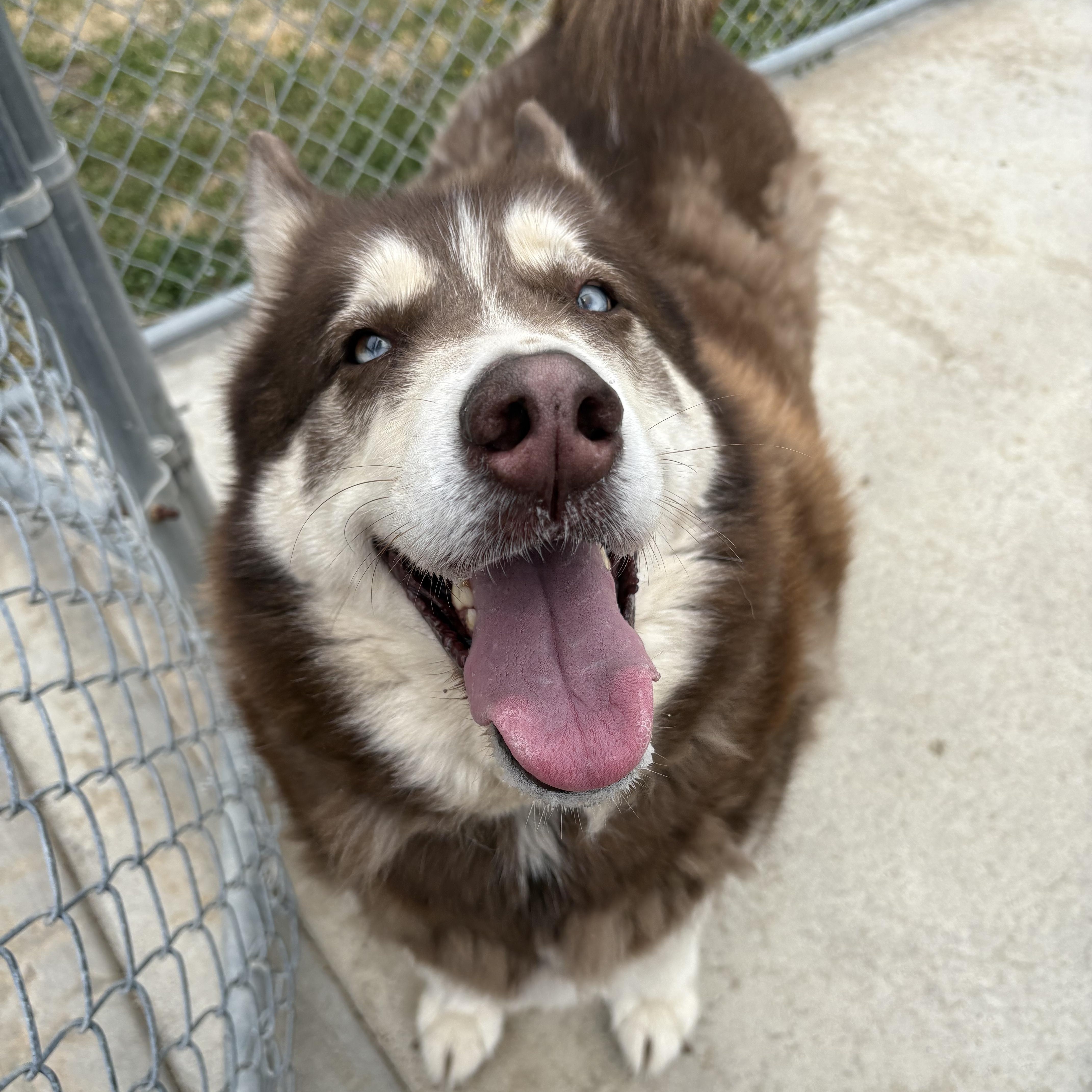Enlarge Tier, a ADOPTABLE Siberian Husky in Hays, KS image 1/5