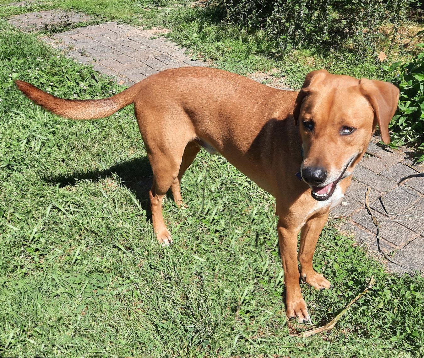Huckleberry, Adoptable, Young Male Redbone Coonhound & Husky.
