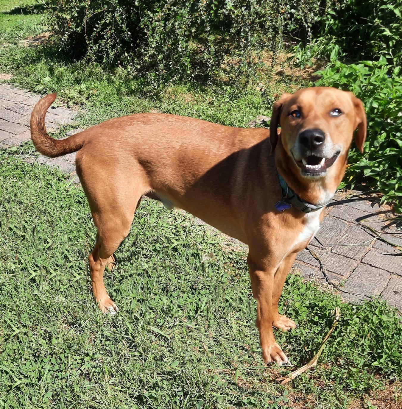 Enlarge Huckleberry, a Adoptable mixed breed in Mcconnelsville, OH image 2/3
