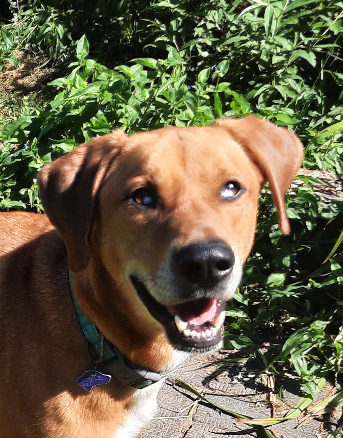 Enlarge Huckleberry, a Adoptable mixed breed in Mcconnelsville, OH image 3/3