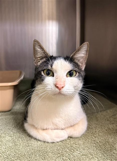 KITTY, Adoptable, Adult Female Domestic Short Hair.