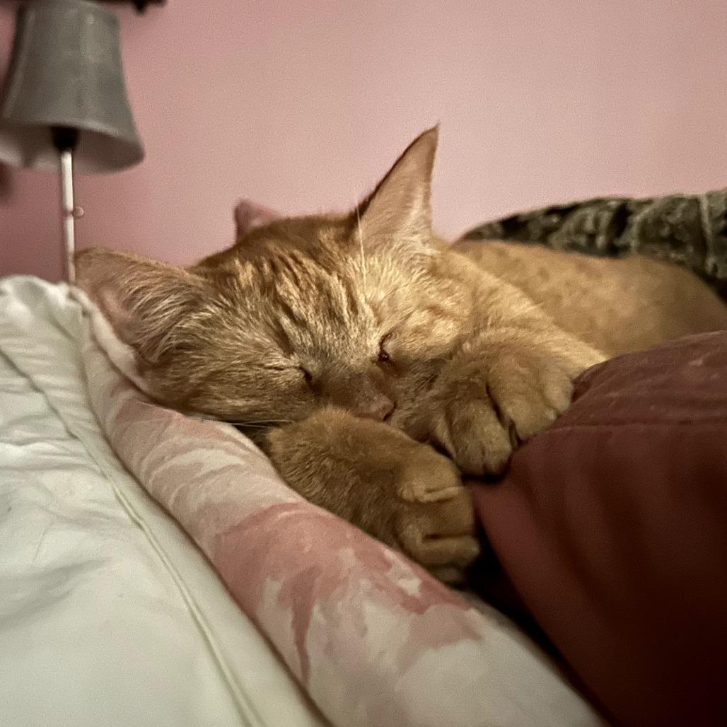 Mango, Adoptable, Adult Female Domestic Short Hair.