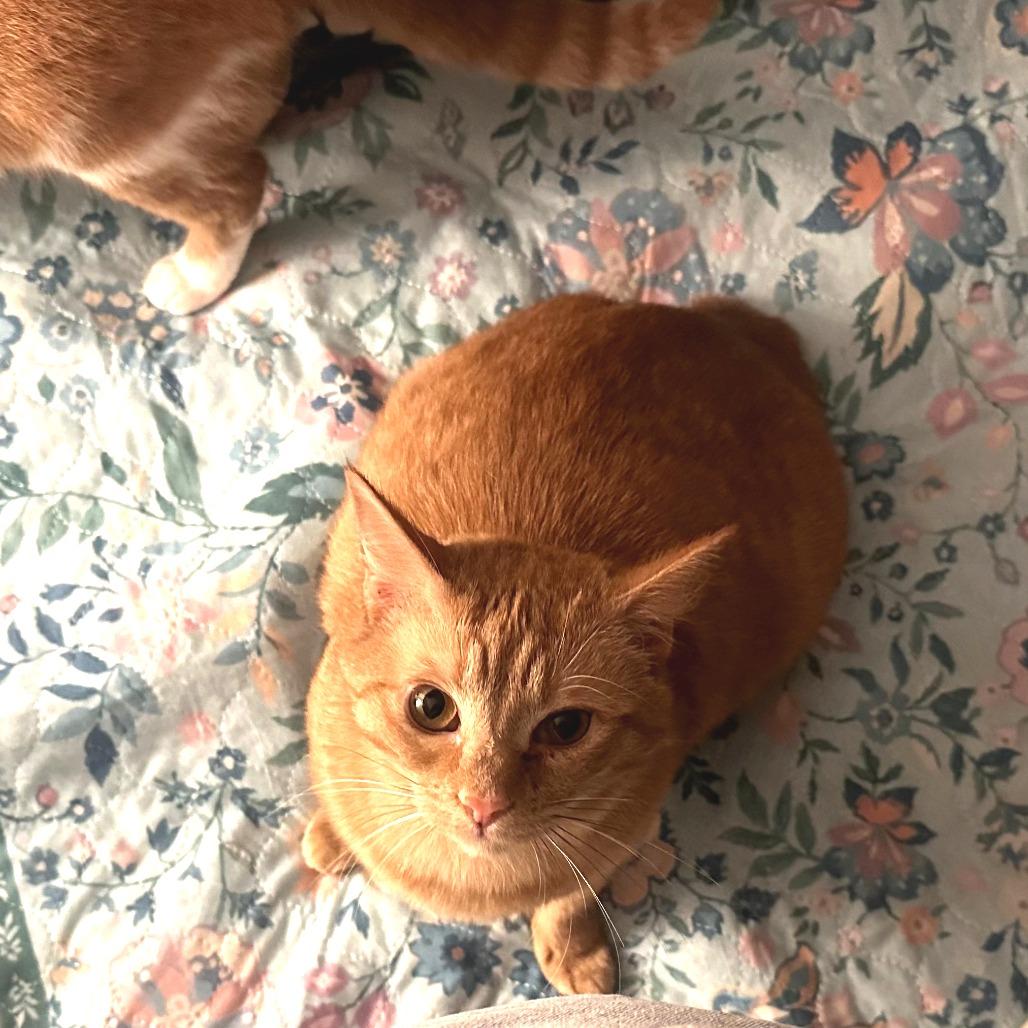 Enlarge Mango, a Adoptable mixed breed in Goodlettsville, TN image 5/5