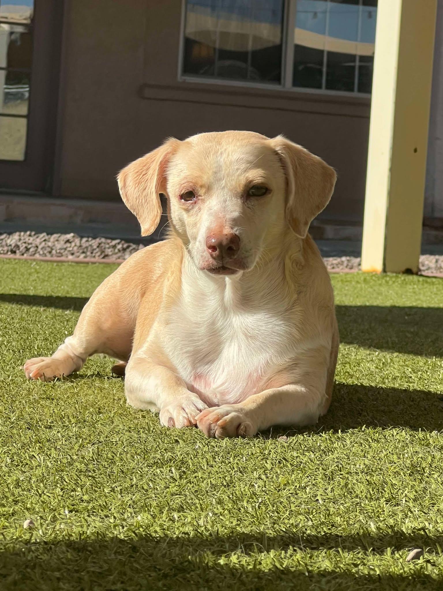 Faye, Senior Female Chiweenie
