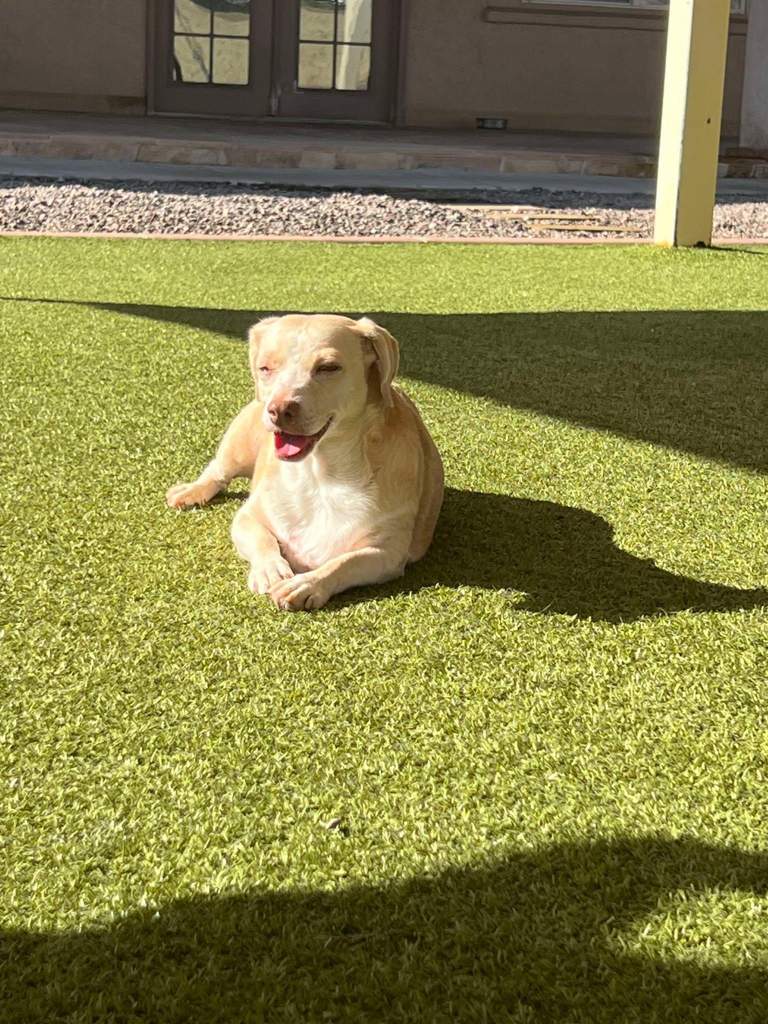 Faye, a Adoptable mixed breed in Phoenix, AZ image 4/5