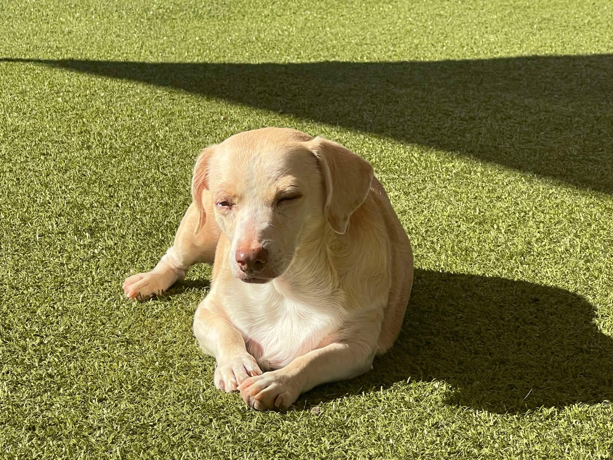 Faye, a Adoptable mixed breed in Phoenix, AZ image 5/5